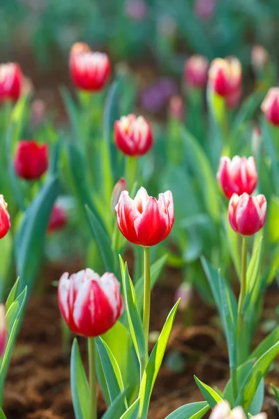 Colorful of tulip flower — Stock Photo, Image