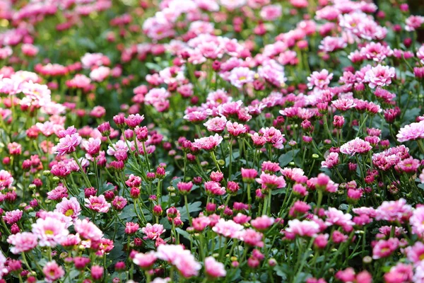 Beautiful flower spring blossom — Stock Photo, Image
