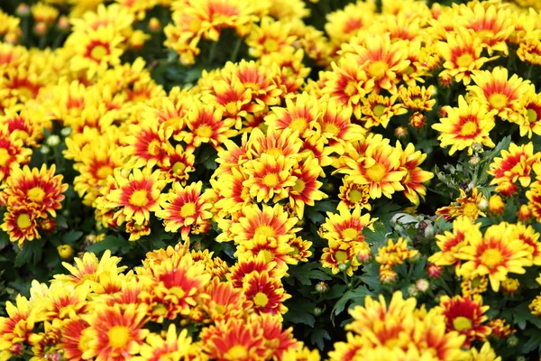 Beautiful flower spring blossom in the garden — Stock Photo, Image