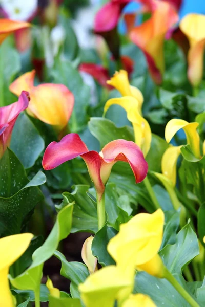 Calla lily flower blossom — Stock Photo, Image