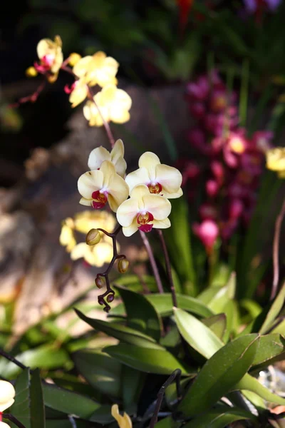 Kvetoucí orchidej květina v zahradě — Stock fotografie