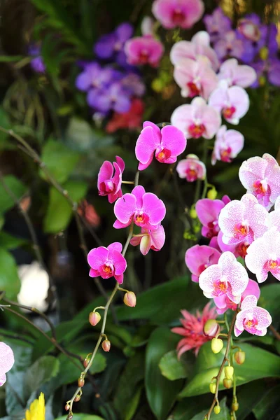 Orchideenblüte im Garten — Stockfoto