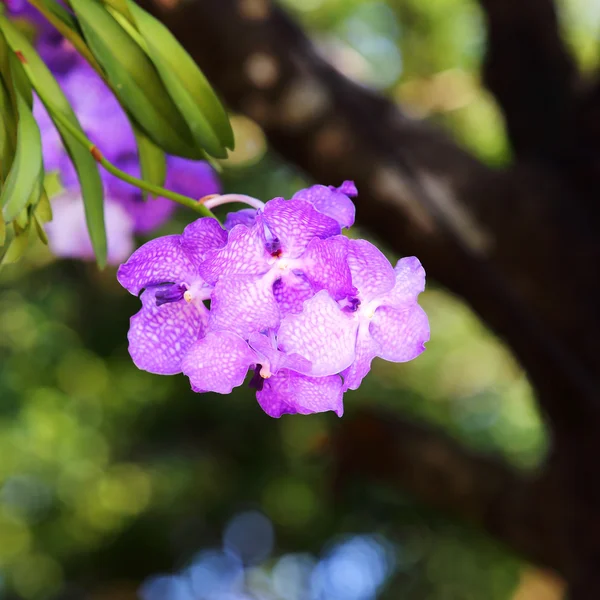 Orchideenblüte im Garten — Stockfoto