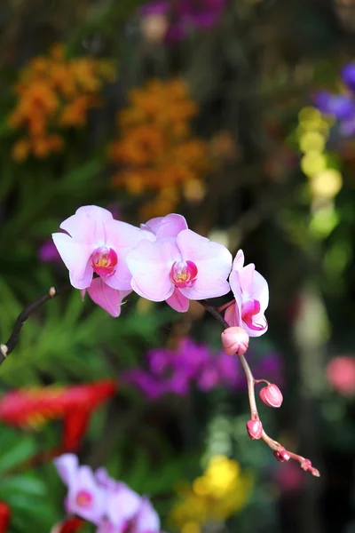 Orchidea kwiat kwitnąć w ogrodzie — Zdjęcie stockowe
