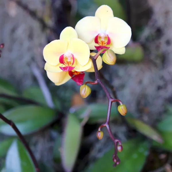 Fleurs d'orchidée fleurissent dans le jardin — Photo