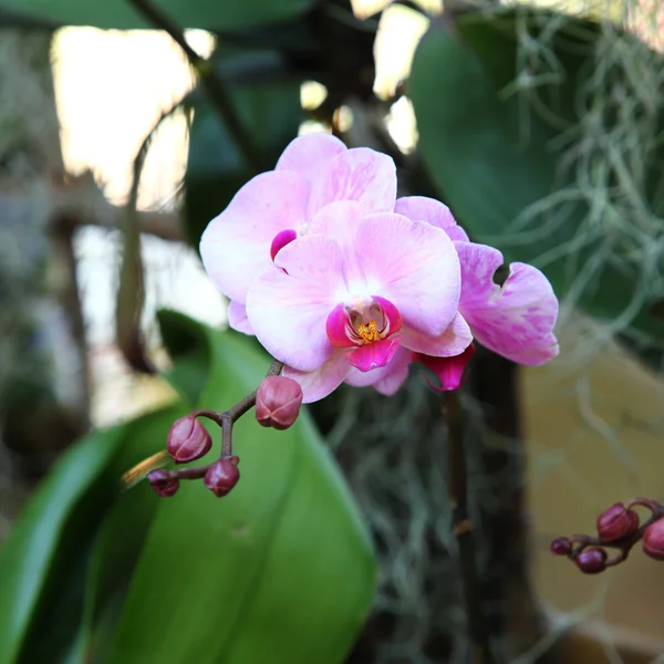 Orchideenblüte im Garten — Stockfoto