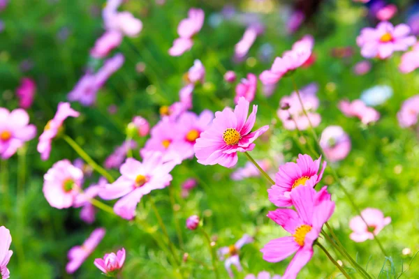 Красиві квіти весни — стокове фото