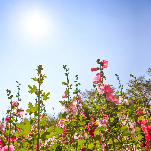 Прекрасный цветок весны с голубым небом — стоковое фото