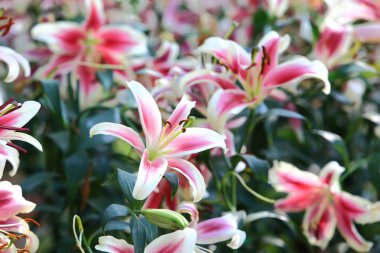 Lily çiçek çiçek Bahçe