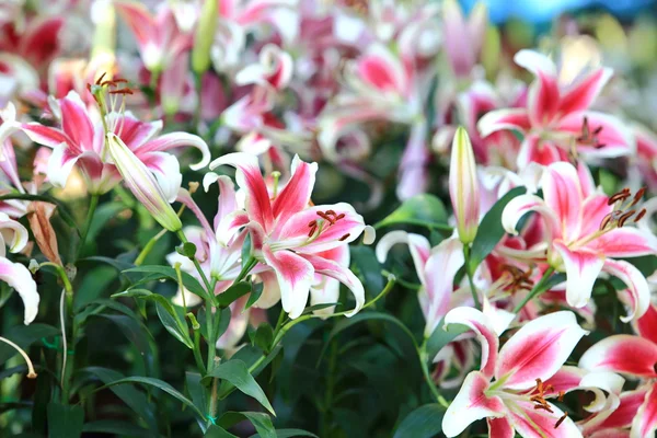 Lilienblüte im Garten — Stockfoto