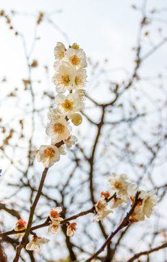Ume çiçek Japonya Tapınak