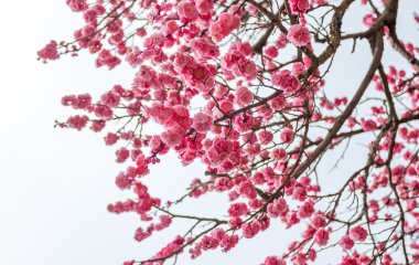 Ume çiçek Japonya Tapınak