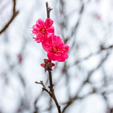 Ume çiçek Japonya Tapınak