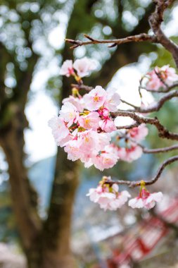 Ume çiçek Japonya Tapınak