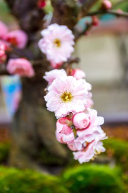 Ume çiçek Japonya Tapınak