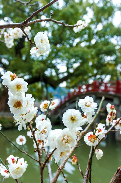 Ume kwiaty w Japonii świątyni — Zdjęcie stockowe