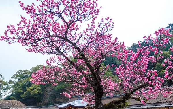 Ume blomma i japan tempel — Stockfoto