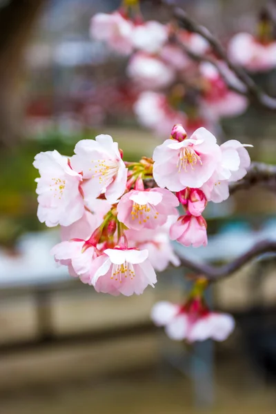 Ume flor no templo japão — Fotografia de Stock