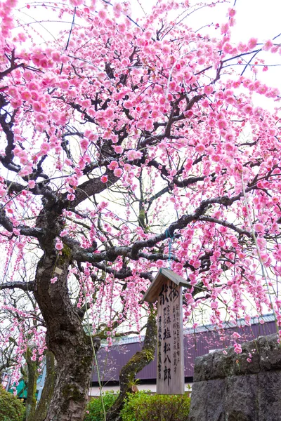 Ume blomma i japan tempel — Stockfoto