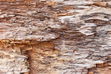 kabuk ahşap doku arka plan