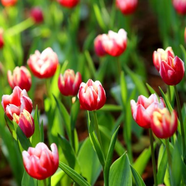 doğa arka plan üzerinde renkli Lale 