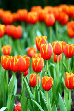 doğa arka plan üzerinde renkli Lale 