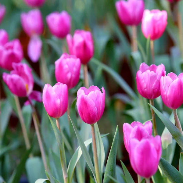 Colorful tulip on nature background — Stock Photo, Image