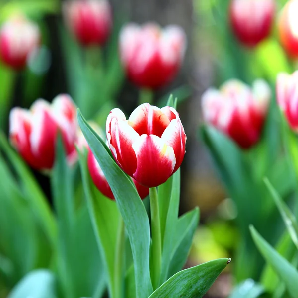 Tulipe colorée sur fond de nature — Photo