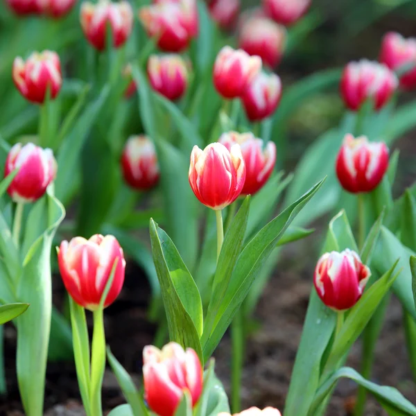 Tulipe colorée sur fond de nature — Photo