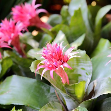 aechmea fasciata çiçeği Bahçe 