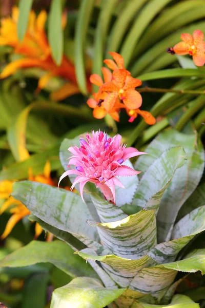 Aechmea fasciata blühen im Garten — Stockfoto