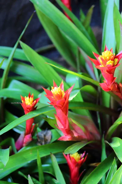 Aechmea fasciata florecen en el jardín —  Fotos de Stock