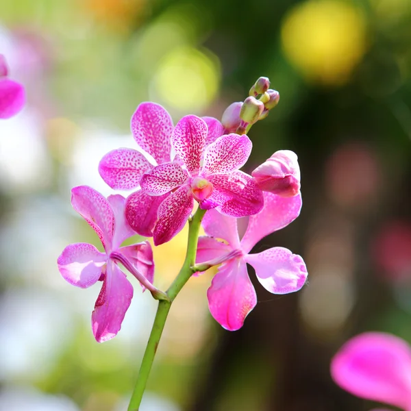 Orchid flower blossom in garden — Stock Photo, Image