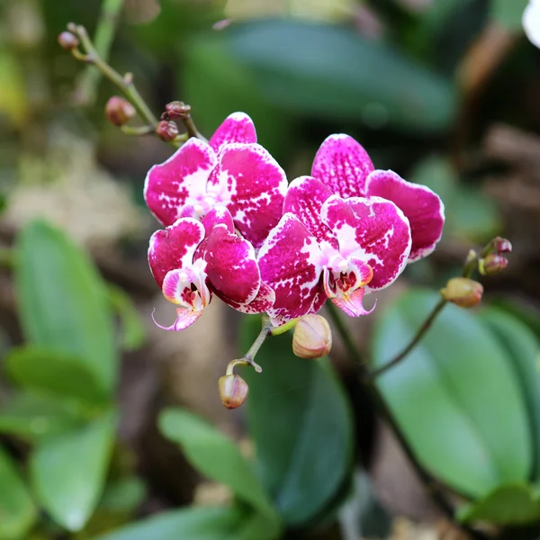 Orchid flower blossom in garden — Stock Photo, Image