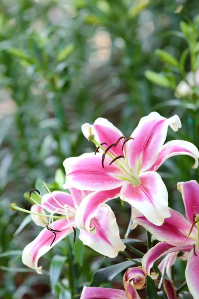 Lilienblüte im Garten — Stockfoto