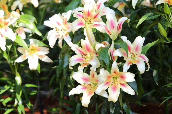 Lilienblüte im Garten — Stockfoto