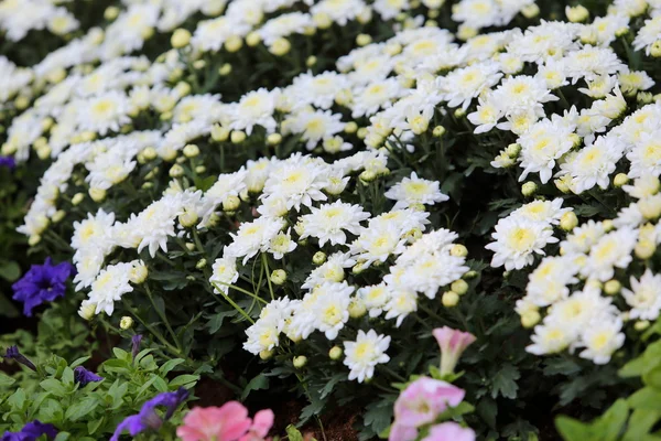 Beautiful blossom spring — Stock Photo, Image