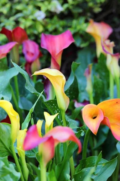 Beautiful blossom spring — Stock Photo, Image