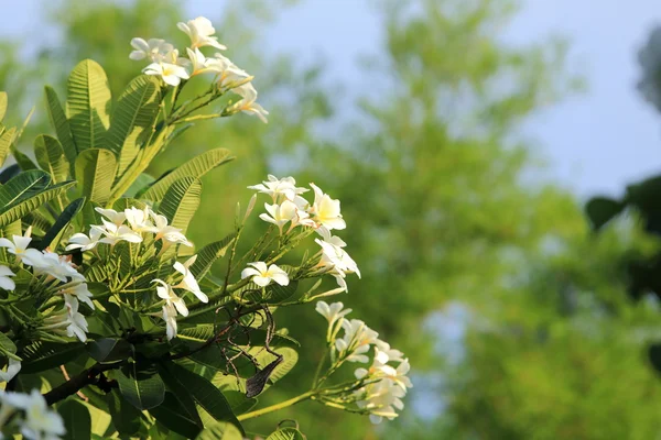 Flores de Frangipani — Fotografia de Stock