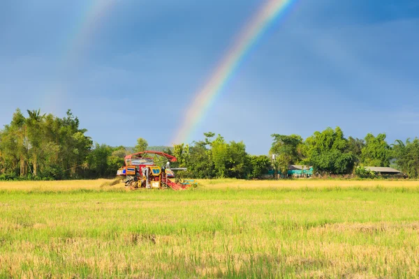 Rijst maaimachine werkt op het veld met de regenboog hemelachtergrond — Stockfoto