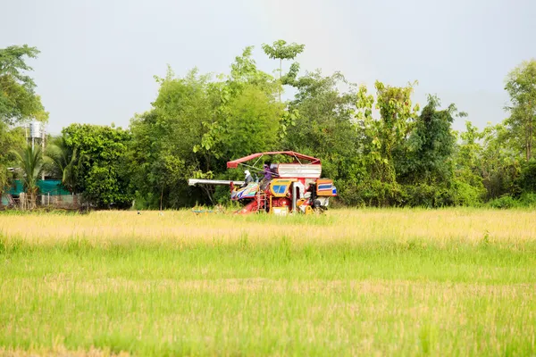 Rijst maaimachine werkt op het veld — Stockfoto