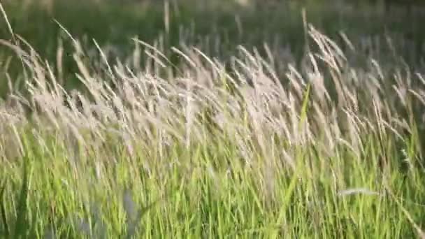 Gras in het veld — Stockvideo