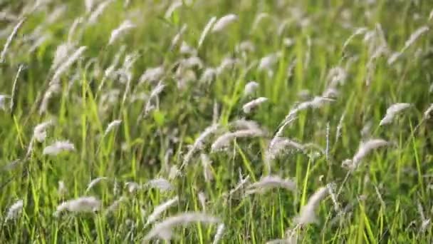 Gras in het veld — Stockvideo