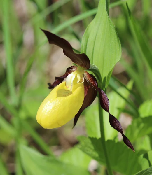 La fleur de Pantoufle de Vénus est jaune . — Photo