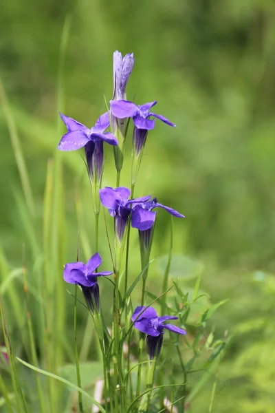 Gentiaan bloemen zijn geweldig — Stockfoto