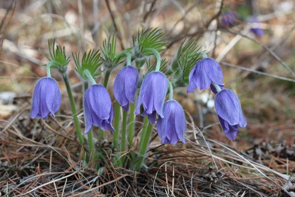 Yedi açılmamış pulsatilla vulgaris — Stok fotoğraf