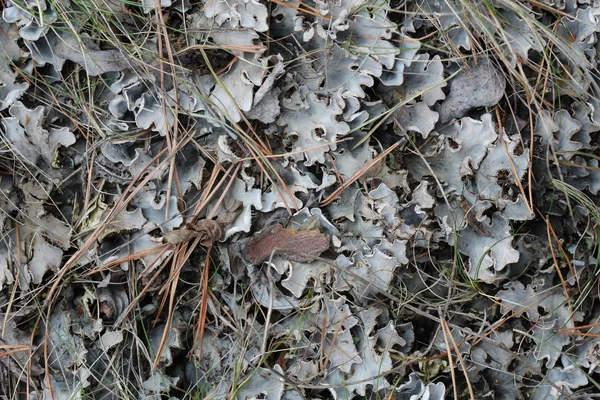 Лишайниками cetraria islandica — стокове фото