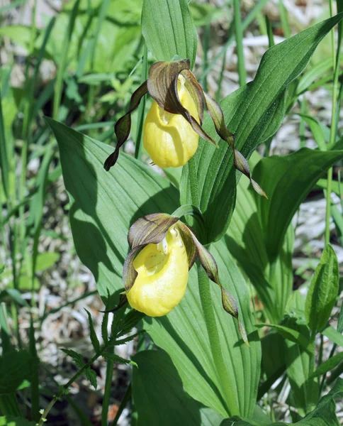 Два цветка киприпедиевого кальцеола — стоковое фото