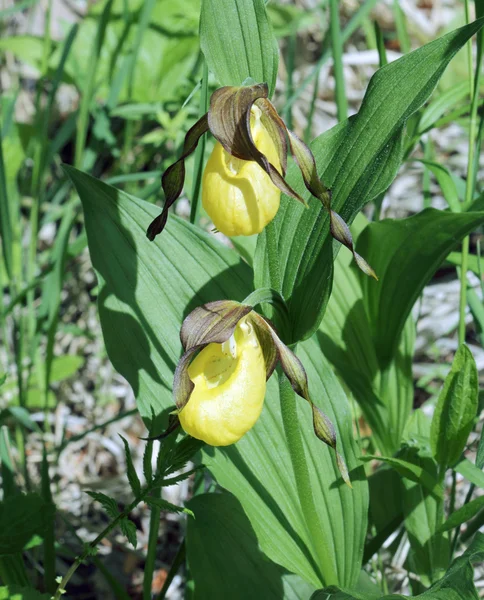 Deux fleurs Cypripedium calceolus — Photo