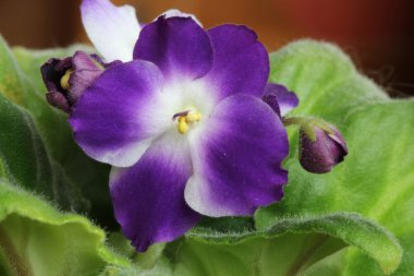 menekse ionantha iki renkli çiçekler